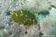 Costasiella kuroshimae-Liwutonkidi Island 2-4m-20180604-Denis-ADER-DSC_4088_tn